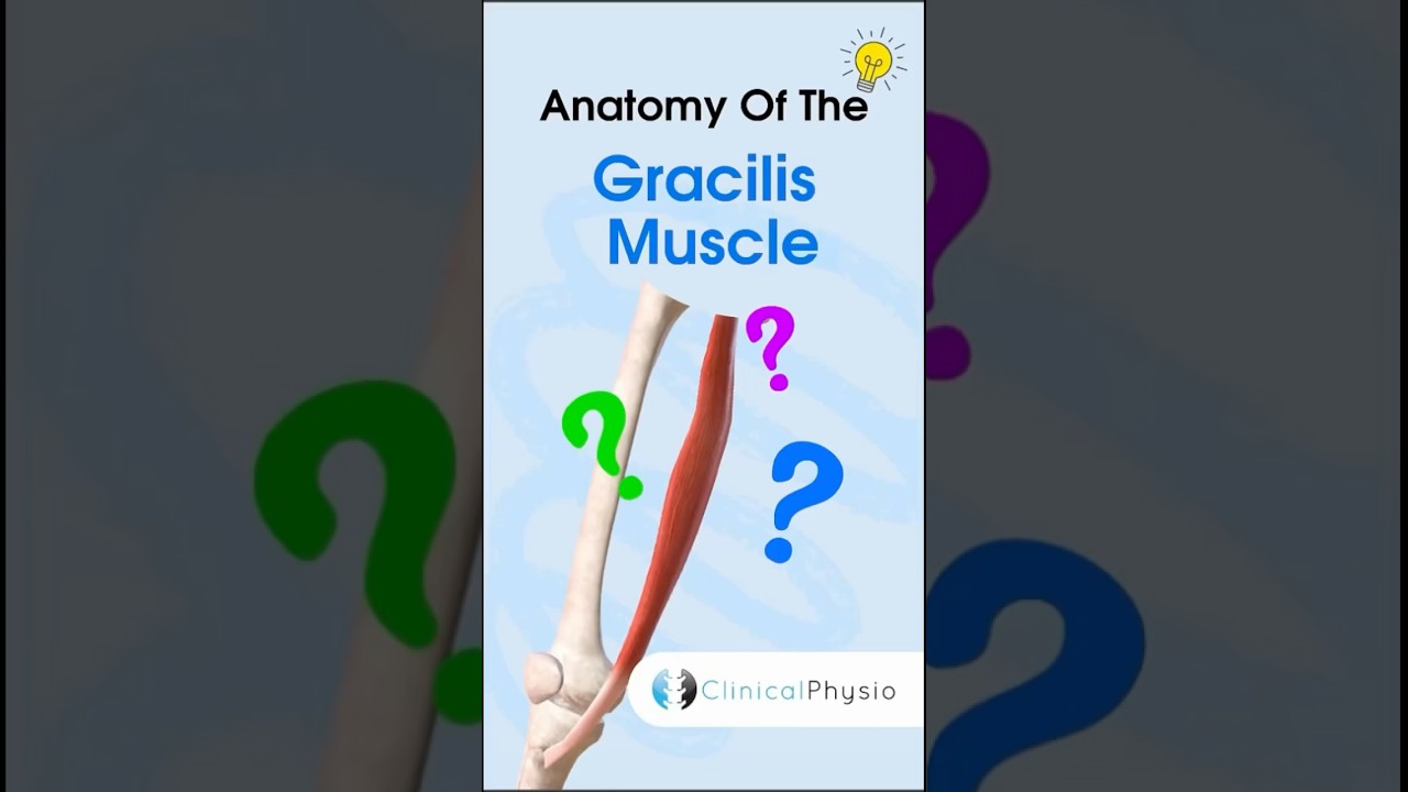 Gracilis Muscle Anatomy #anatomy #physiotherapy #physicaltherapy #gracilis