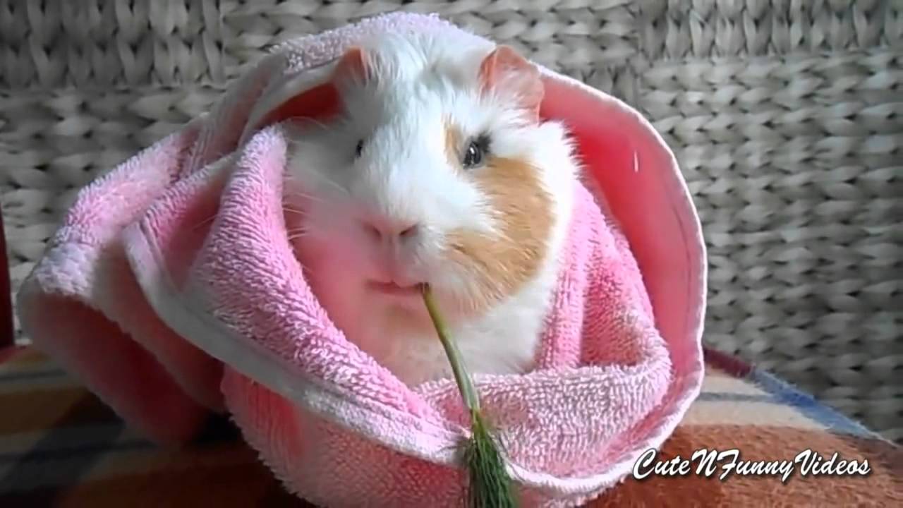 Cute and Funny Guinea Pig Videos Compilation 2015 ( Part 1:)