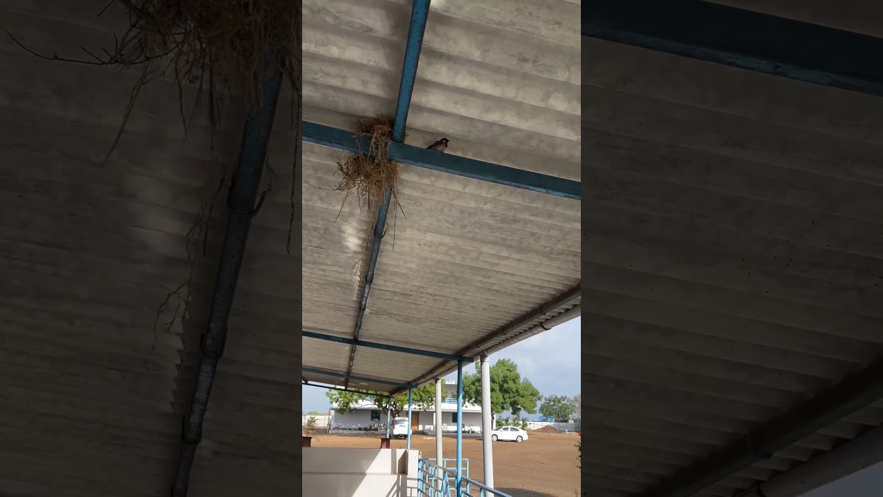 Unbelievable Sparrow Nest Building Techniques