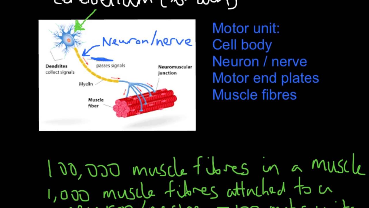 Motor Units and Muscular Contractions