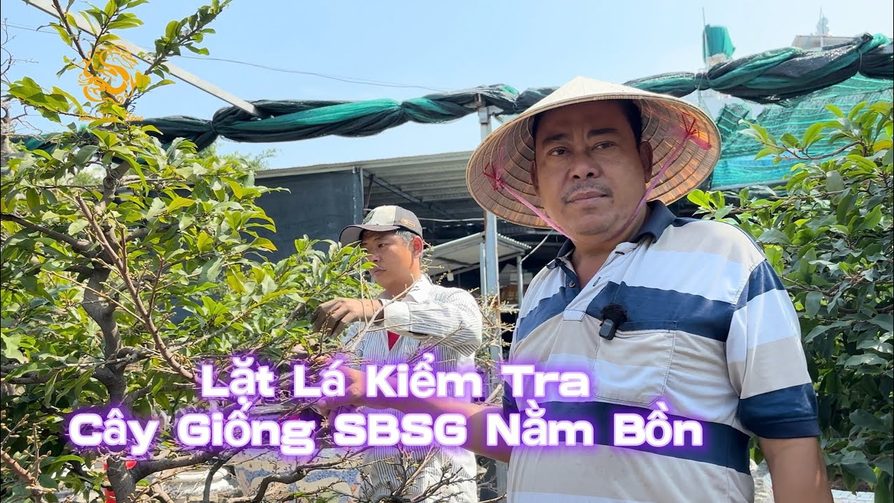 🐉Vườn Mai Phương Bình lặt lá test cây giống Siêu Bông Sài Gòn nằm bồn thứ 2|Vùng Đất Rồng 