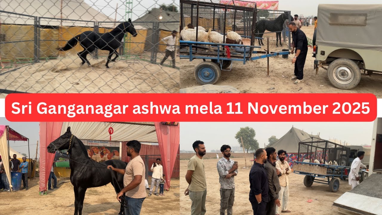 Sri Ganganagar Ashwa mela 2025 || 11 November || Sri Ganganagar horse fair || last day