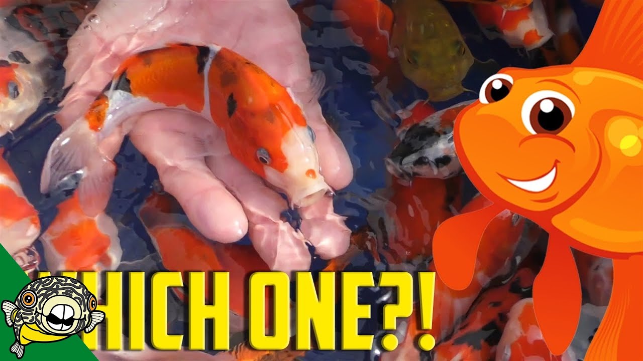 How to Pick Koi Fish. Selecting Japanese Koi at Koi.com