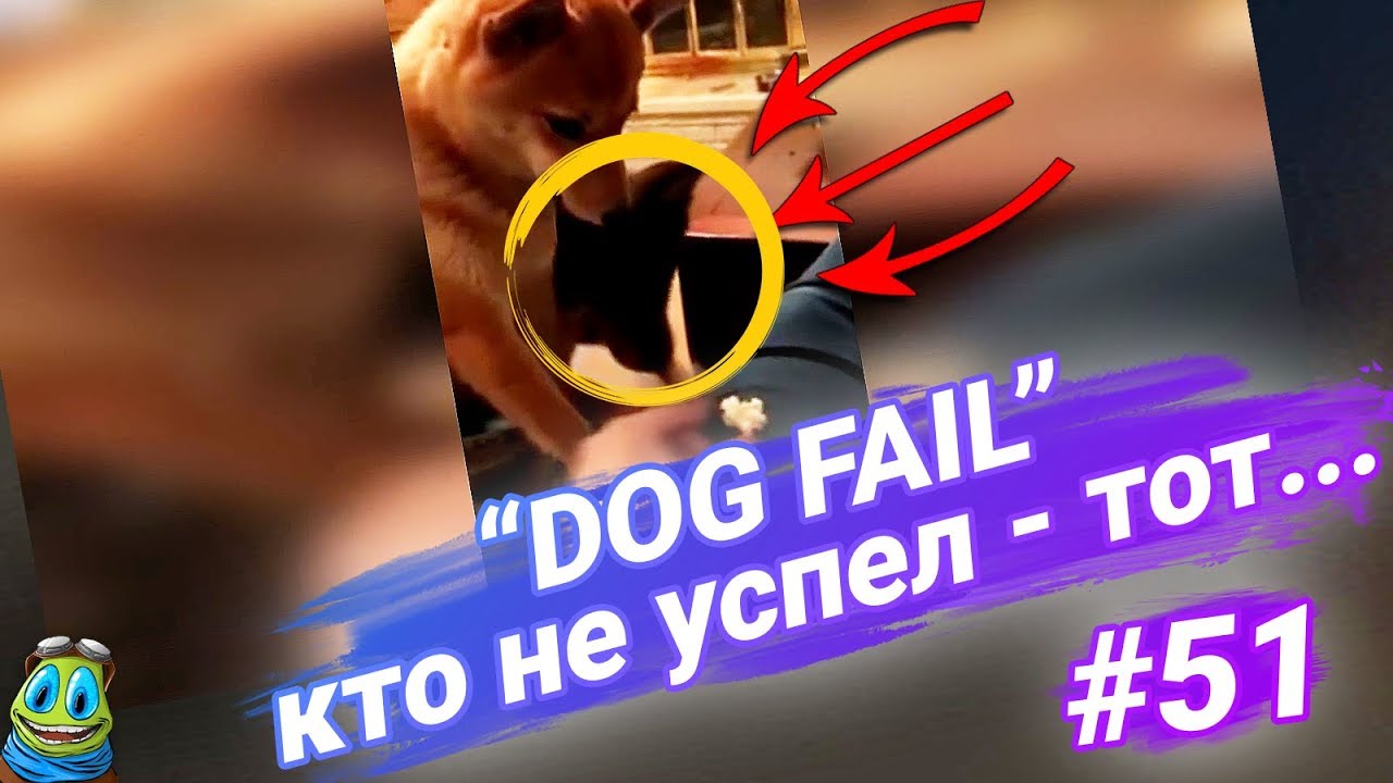 ПРИКОЛЫ 2018, Июль, №51, Кто не успел - тот опоздал (Dog Fail) / RFV