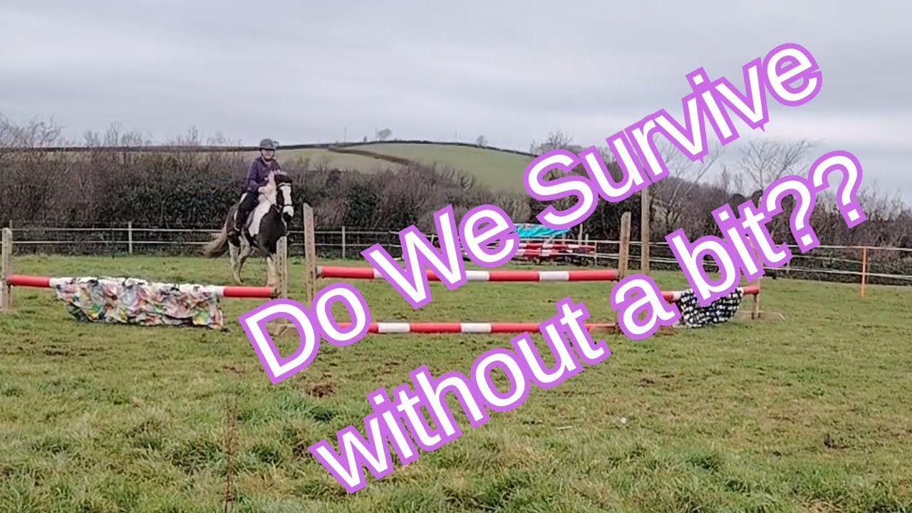 I jump Ace bitless for the first time! and first time seeing fillers! #equestrianjourney #forcefree