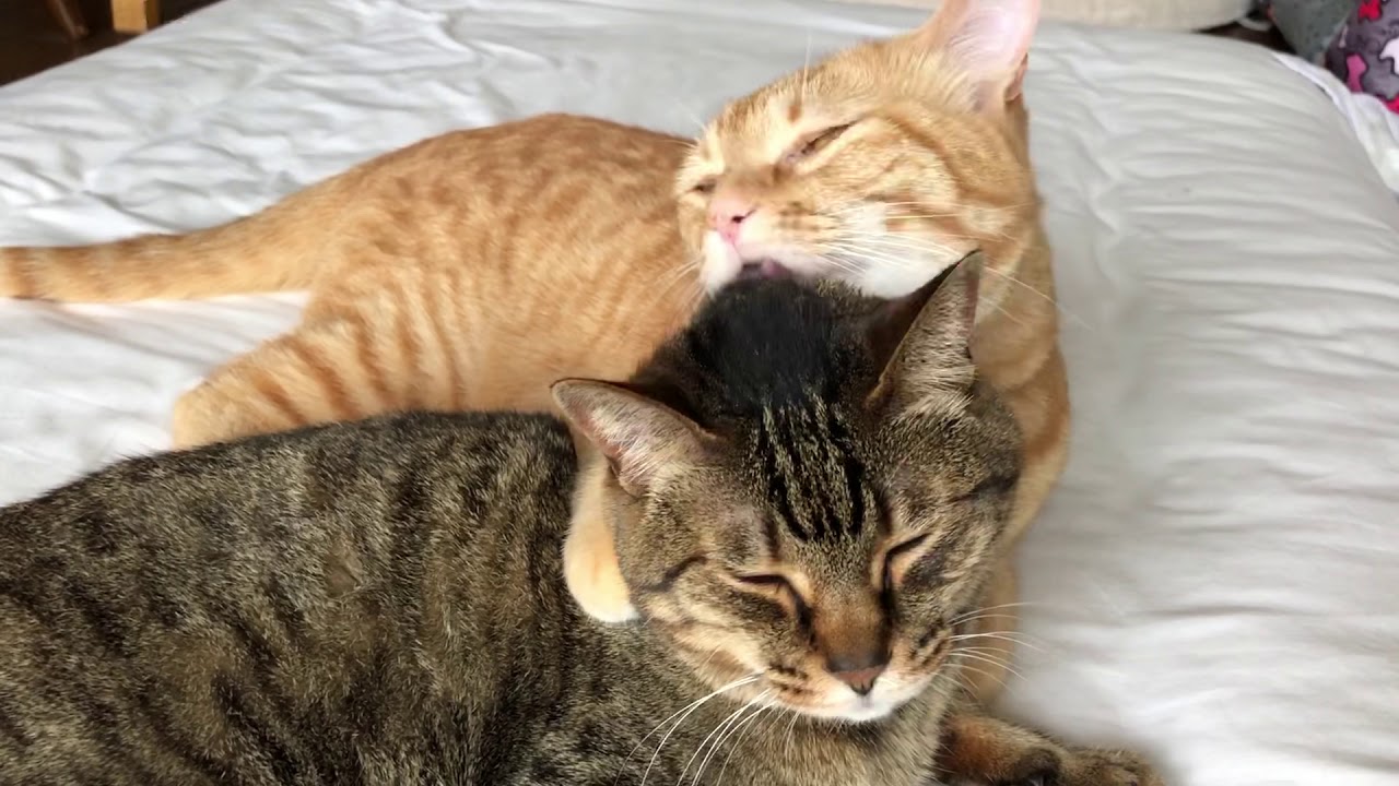 Shibainu & Gingercat& browntabby 思った通りの寅次朗【@shibainu.gaku】