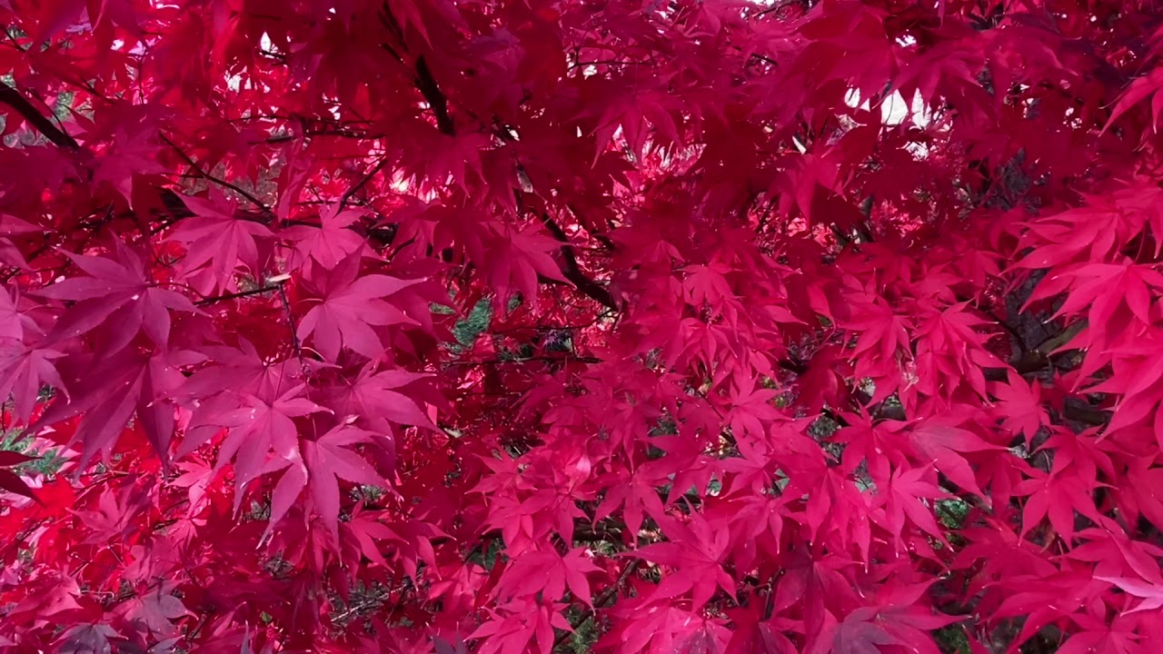 Acer palmatum ‘Osakazuki’ Perfect Bright Red Fall Color on a Japanese Maple!