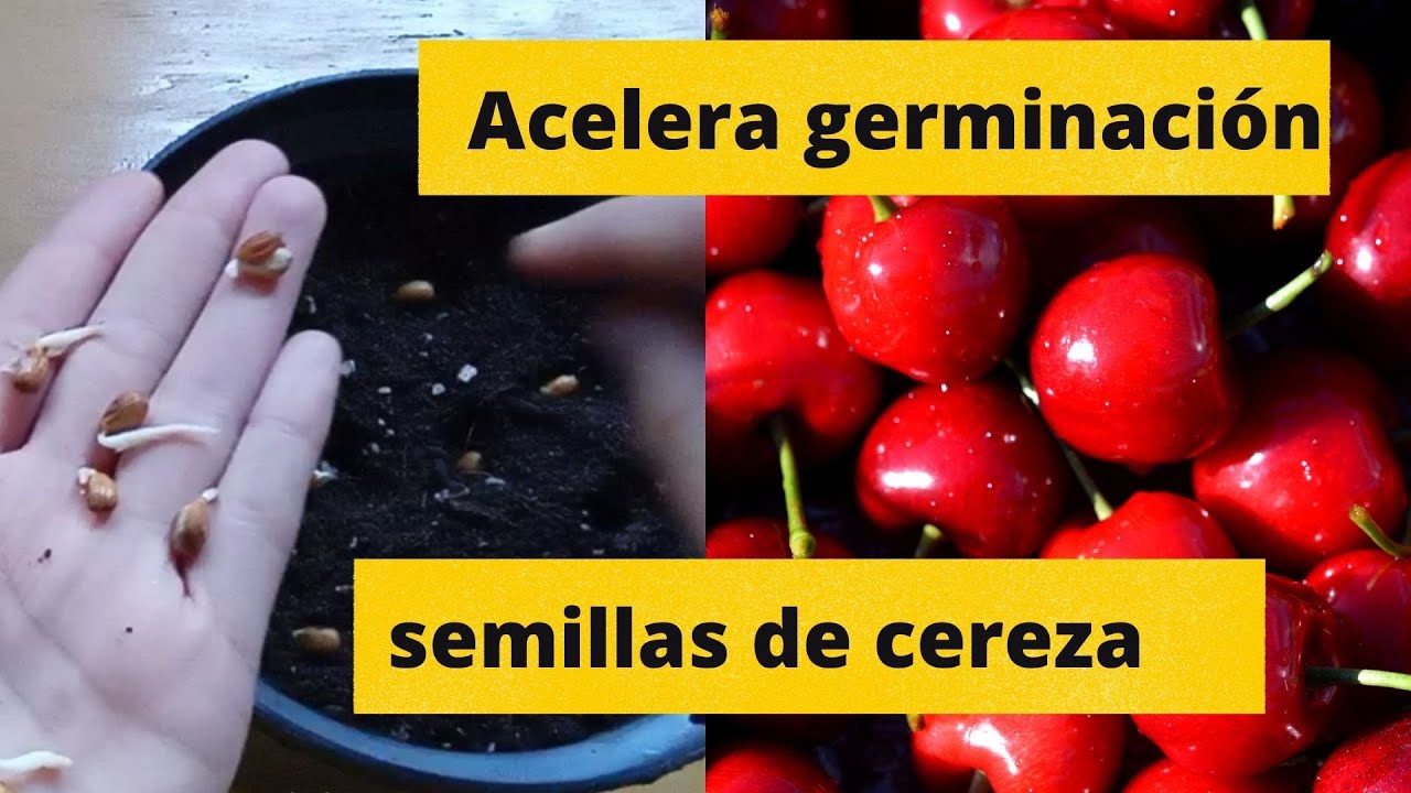 ACELERAR DE MANERA EXITOSA* LA GERMINACIÓN DE LAS SEMILLAS DE CEREZA