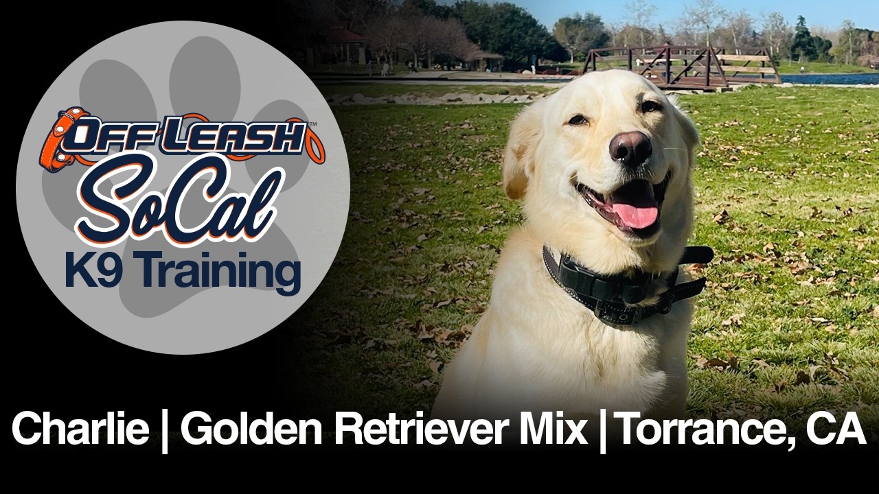 Golden Retriever Mix Dog Training | Charlie | Torrance, CA