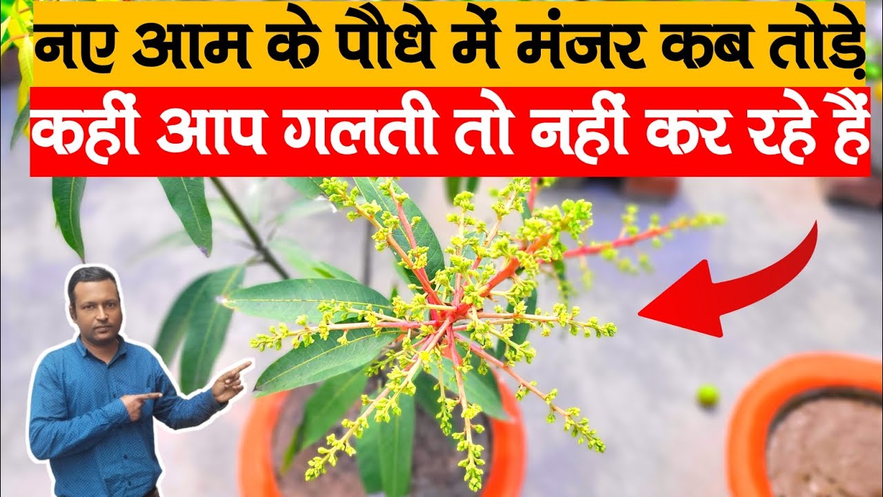 नए आम के पौधे में मंजर कब तोड़े | कहीं आप गलती तो नहीं कर रहे हैं | Mango Plant Flowering tips