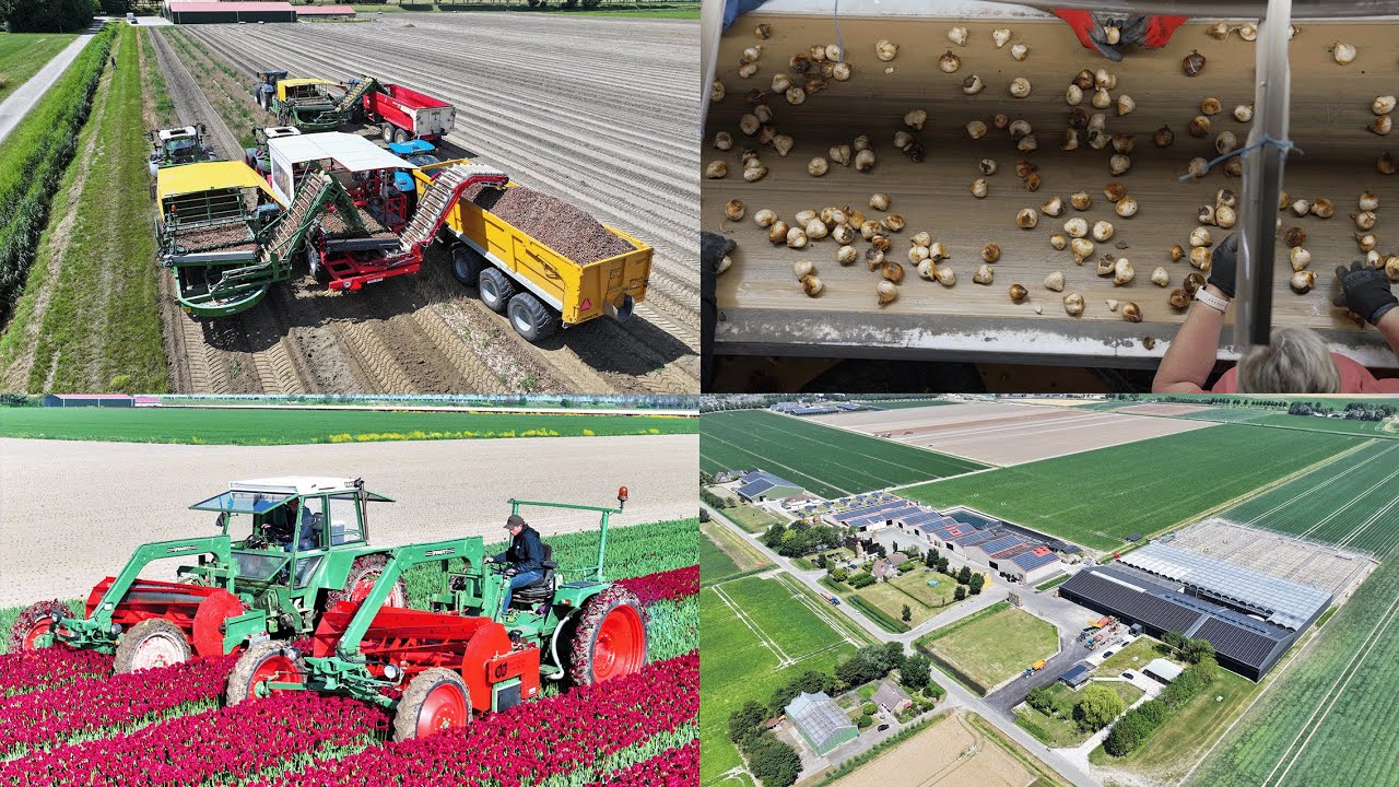 Tulip Bulb Harvest & Sorting | 3x Harvester | Dogterom Flowerbulbs