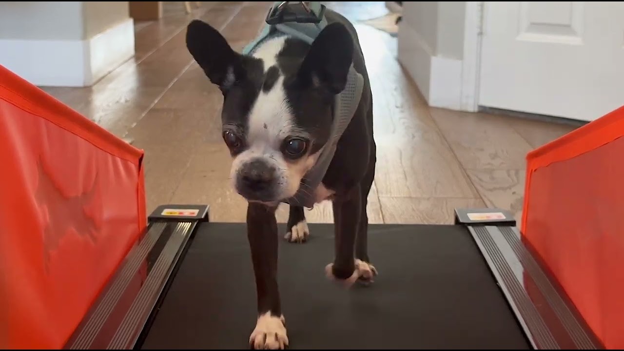 How to Use a Dog Treadmill for Safe & Effective Exercise | 2025