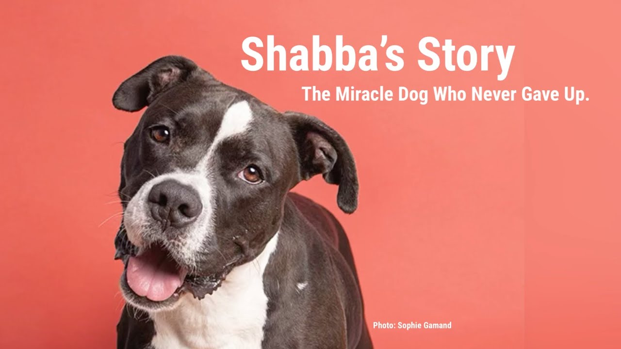 Shabba&rsquo;s Story: The Miracle Dog Who Never Gave Up