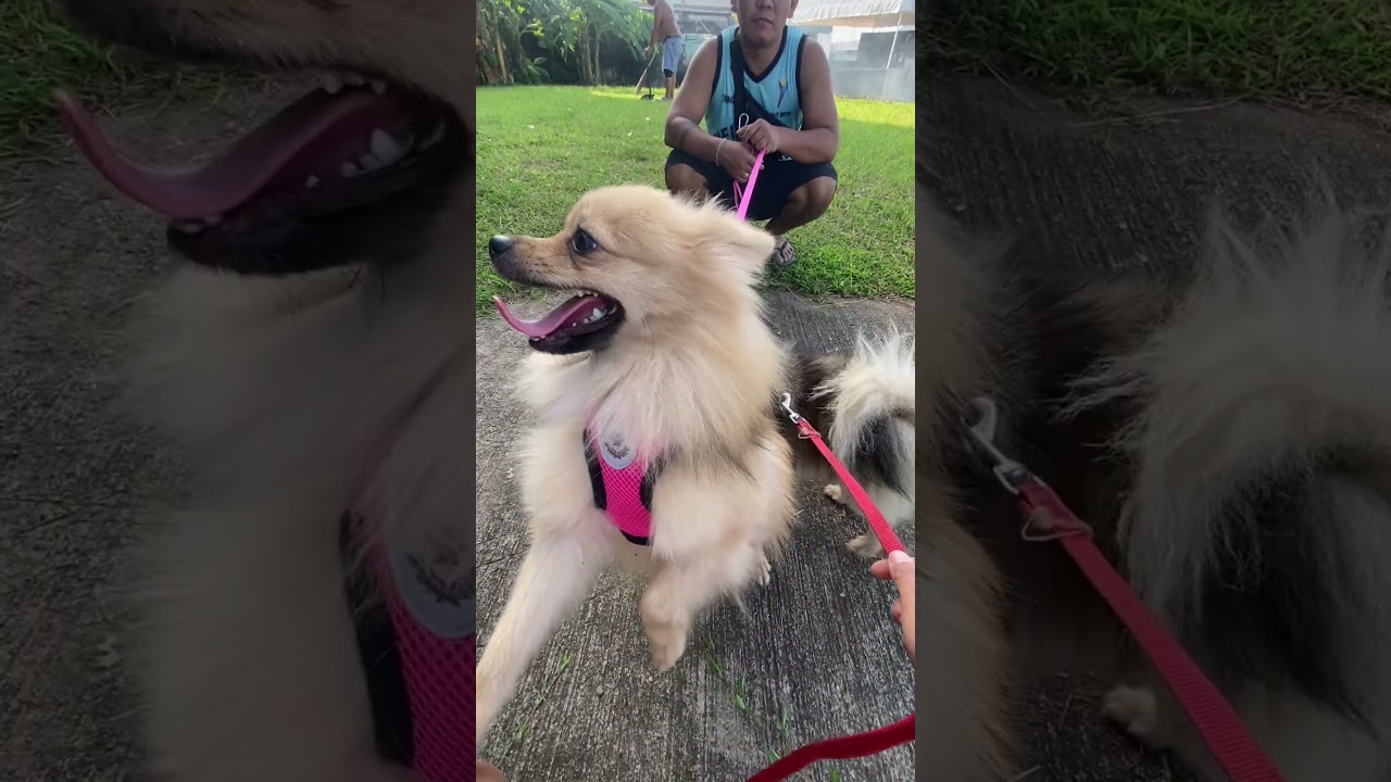 Morning jog #pomeraniandogs