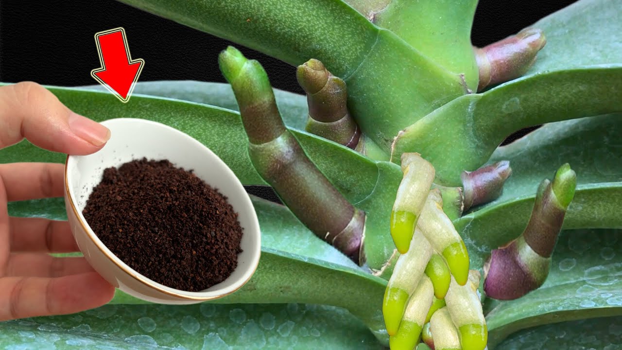 1 Cup Every Week! Weak Orchid Immediately Grows 1001 New Roots And Flower Branches!