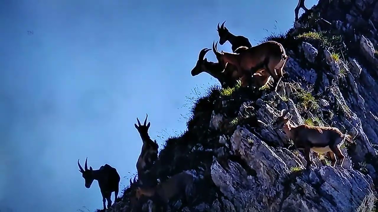 Eagle attack on lamb / Survivor / Wild Life Diversity