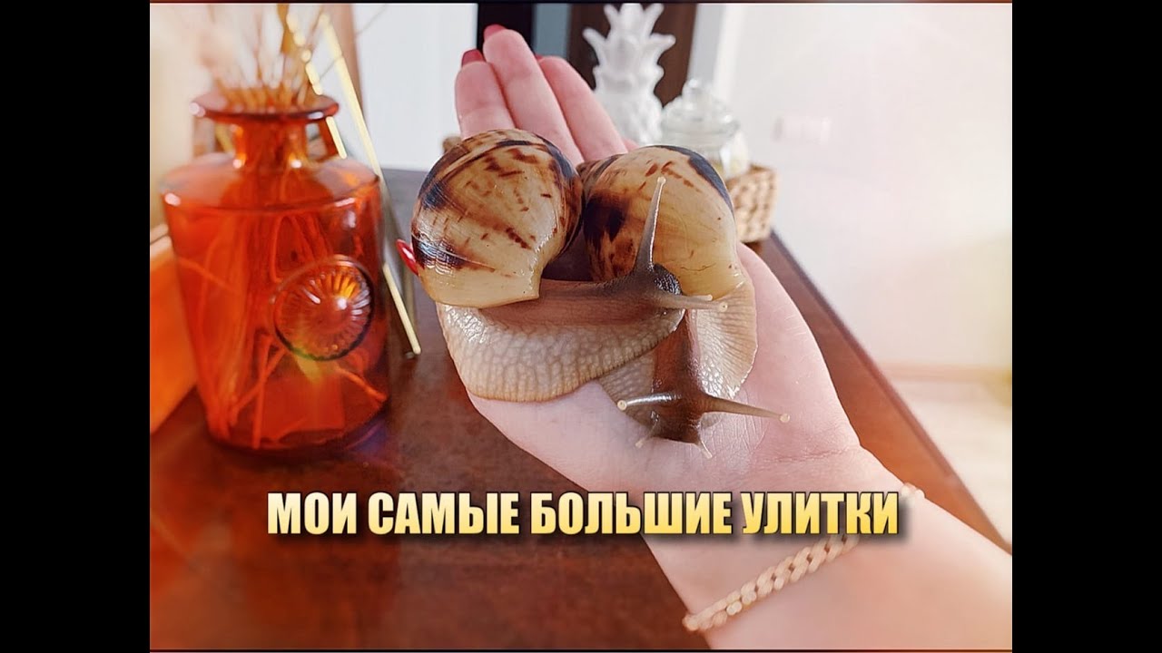 19СМ!!! УЛИТКИ КАК У JESSLIFE PETS. КАК ПРАВИЛЬНО ИЗМЕРИТЬ РАКУШКУ?