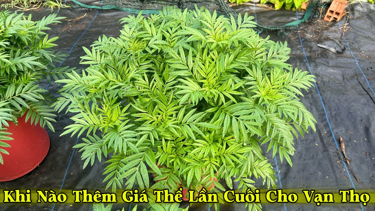 Khi Nào Thêm Giá Thể Lần Cuối Cho Hoa Vạn Thọ | Trồng Vạn Thọ Tết 2026