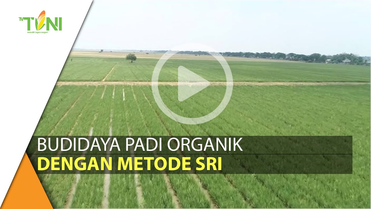 Budidaya Padi Organik Dengan Metode SRI (System of Rice Intensification)