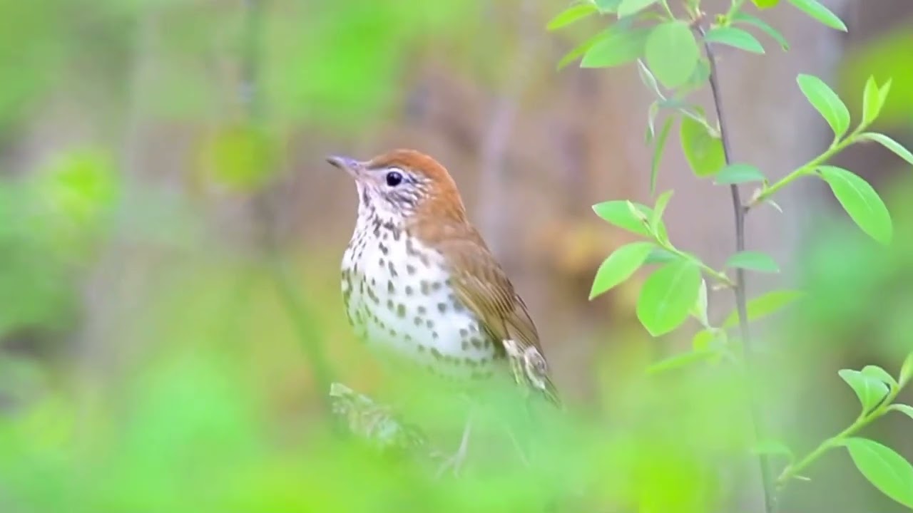 Wood Thrush singing- Point Pelee National Park