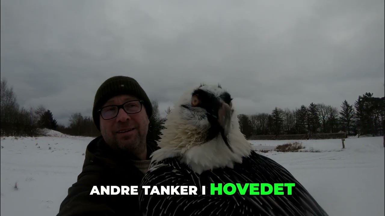 Lammegrib Træning  Nyeste Strategi for Rovfugle i Åbent Terræn
