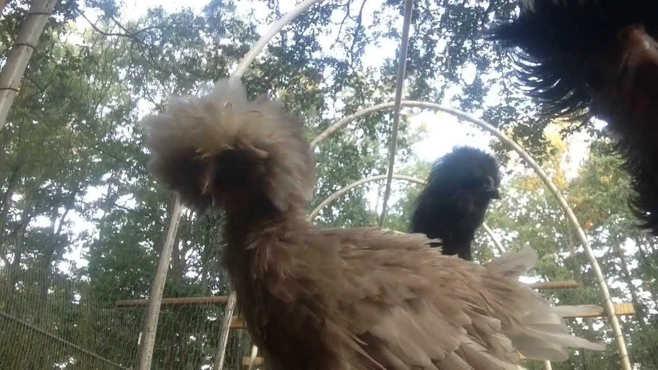 Polish Frazzle Chicks