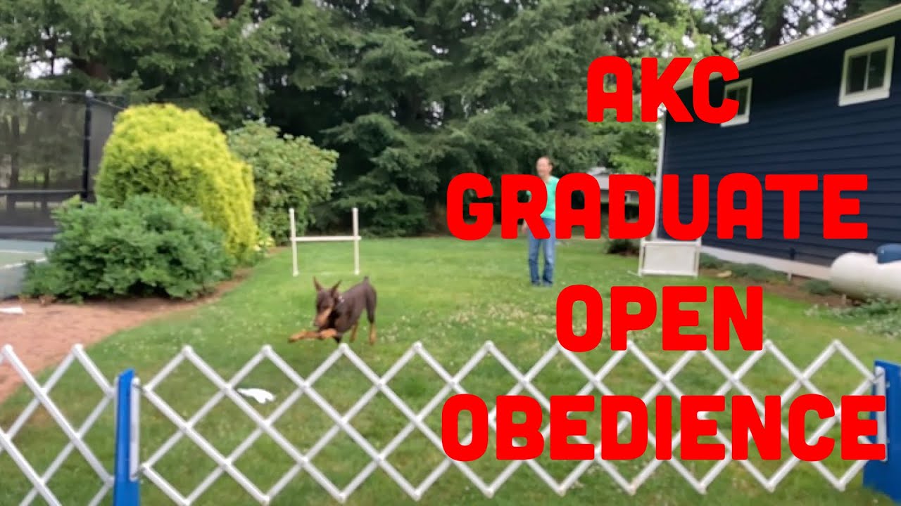 Выпускной курс AKC Open Obedience GO, упражнения и демонстрация