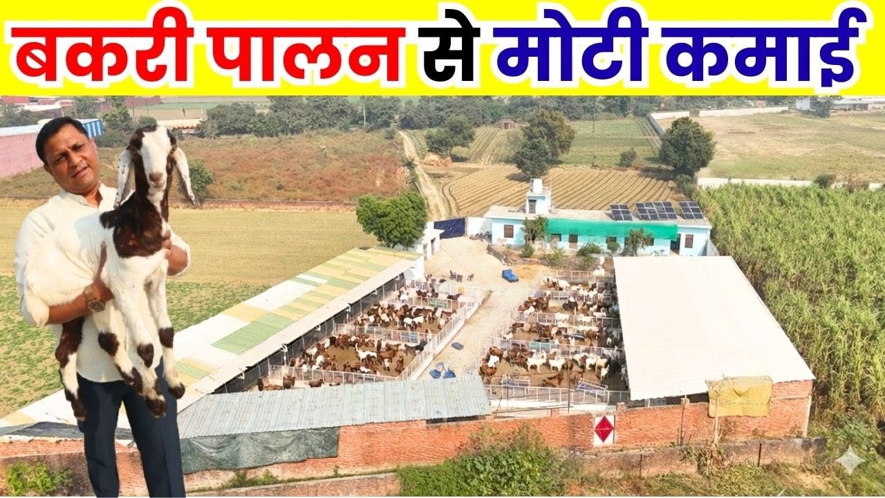 बकरी पालन ने बनाया करोड़पति ll Goat Farm ll Goat Farming Business ll Bakari Palan