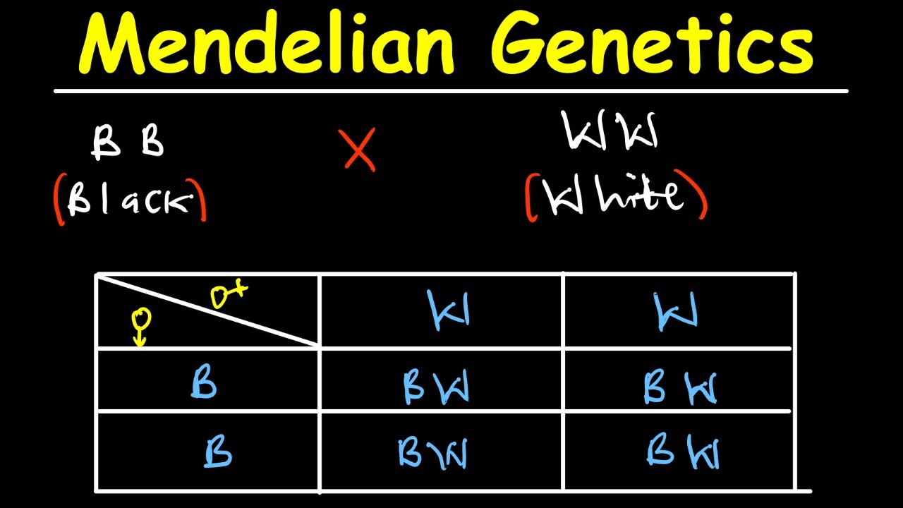 Introduction To Mendelian Genetics part 1
