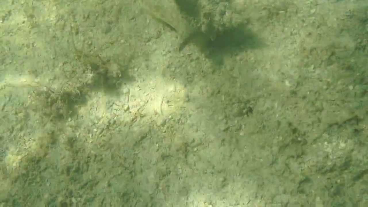 Hermit Crab in big conch shell wandering