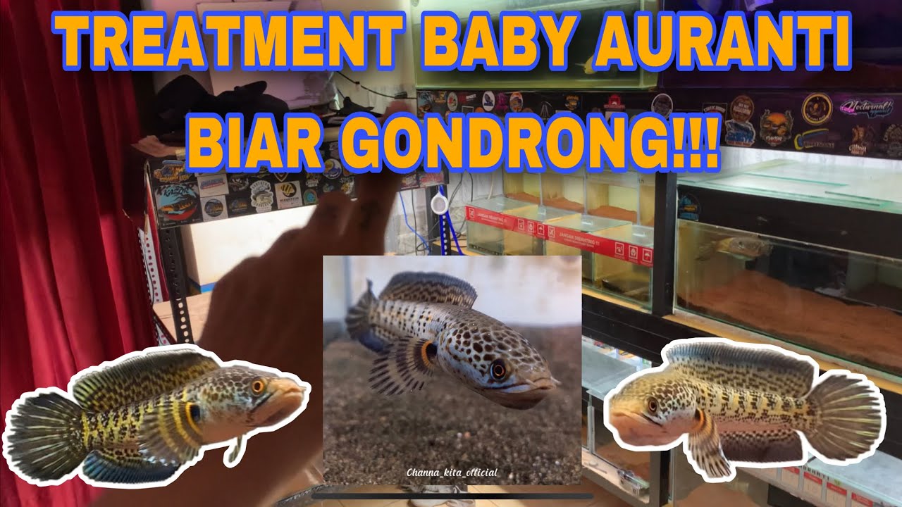 TREATMENT BABY AURANTI BIAR GONDRONG‼️#channaauranti #auranti