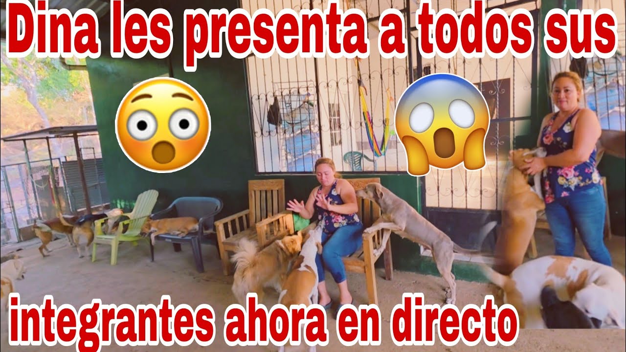 Asi les presenta a todas ustedes los integrantes de la Dina😱😳