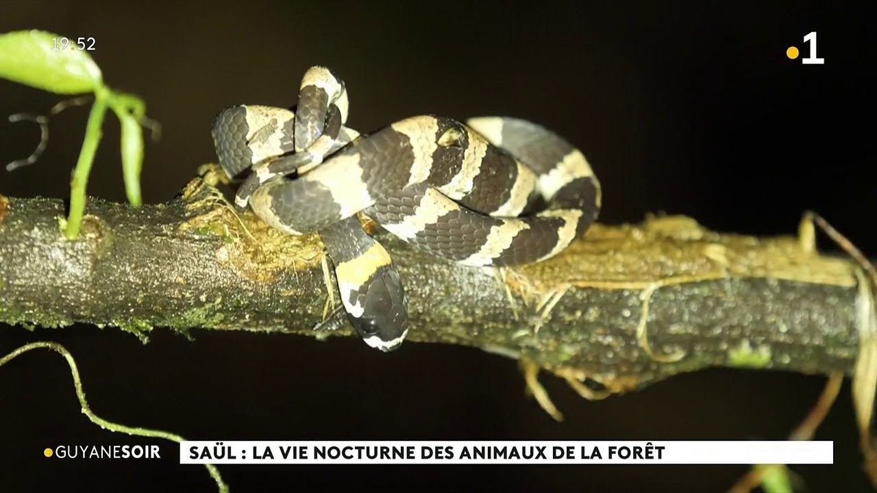 Saül: la vie nocturne des animaux de la forêt