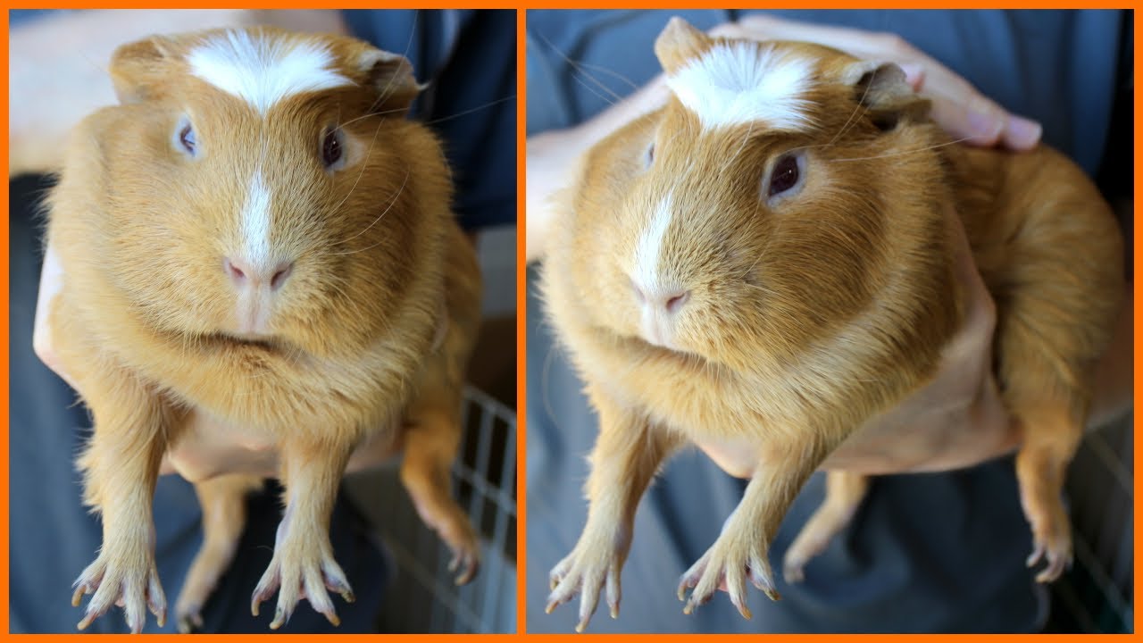 Attempting to tame a guinea pig