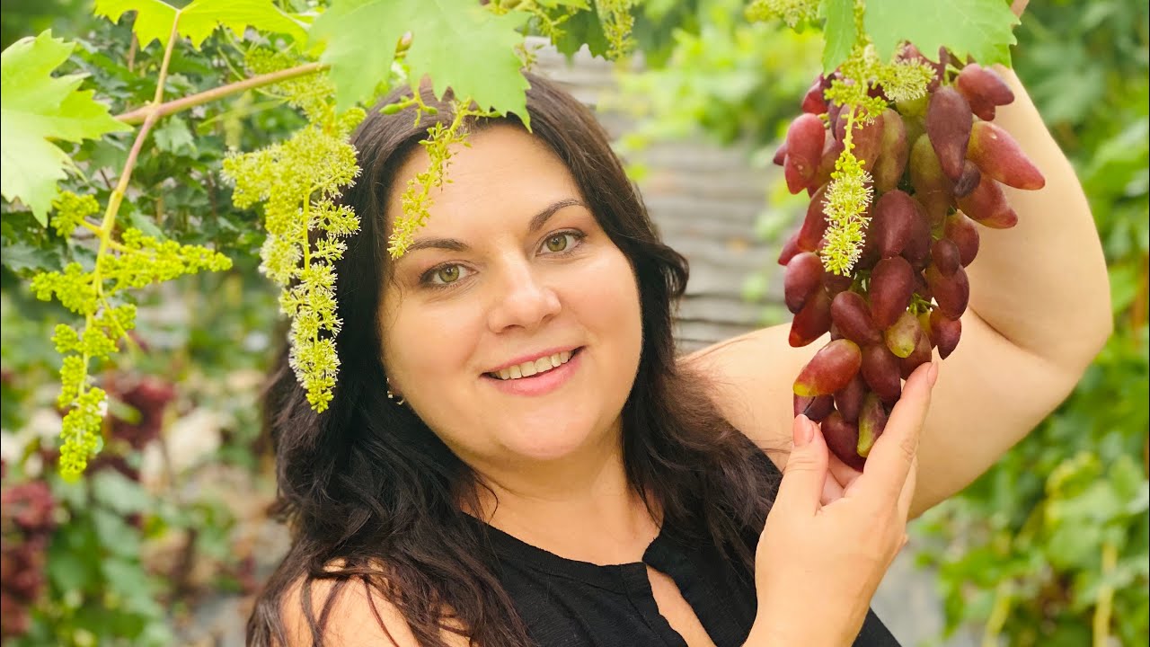 Обрезка Винограда Дубовский Розовый 🍇