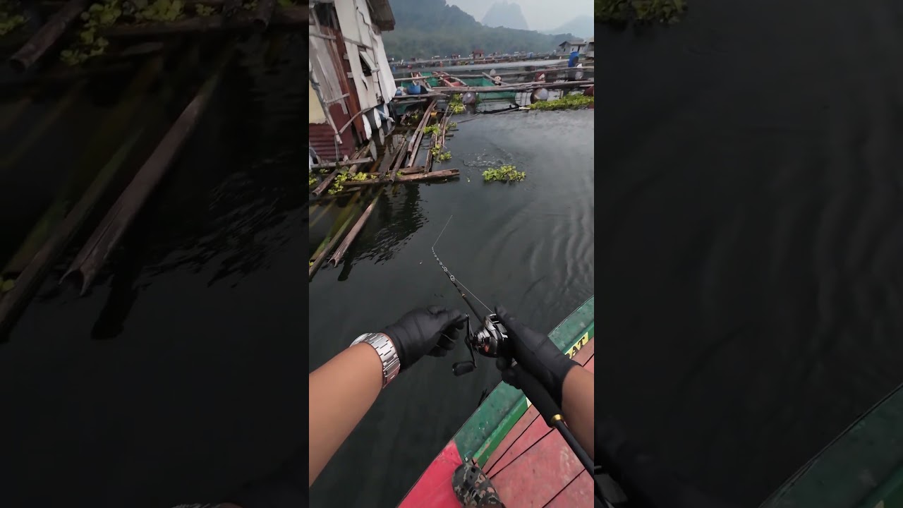 MANCING IKAN TOMAN GALAK TAPI GA KENA 🗿