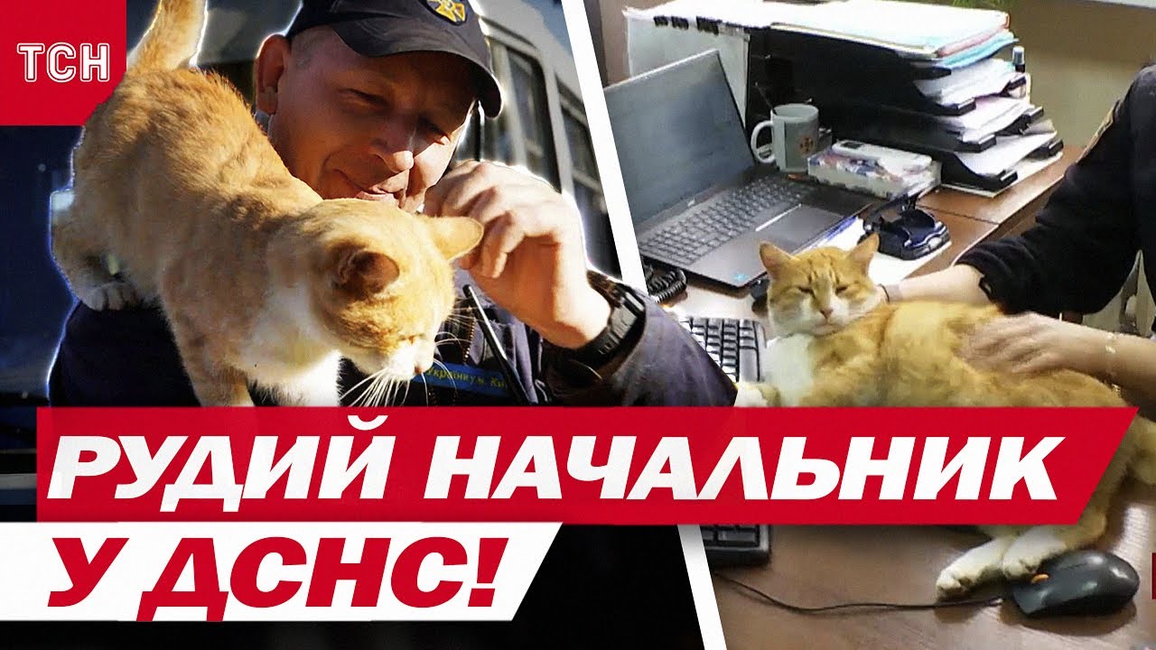 КОТИК, спасенный из АДА В ИЗЮМЕ, стал звездой в ГСЧС и теперь КОМАНДУЕТ СПАСАТЕЛЯМИ!