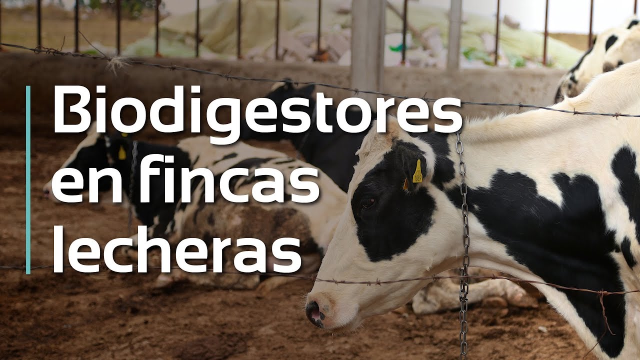 Biodigestores en fincas lecheras