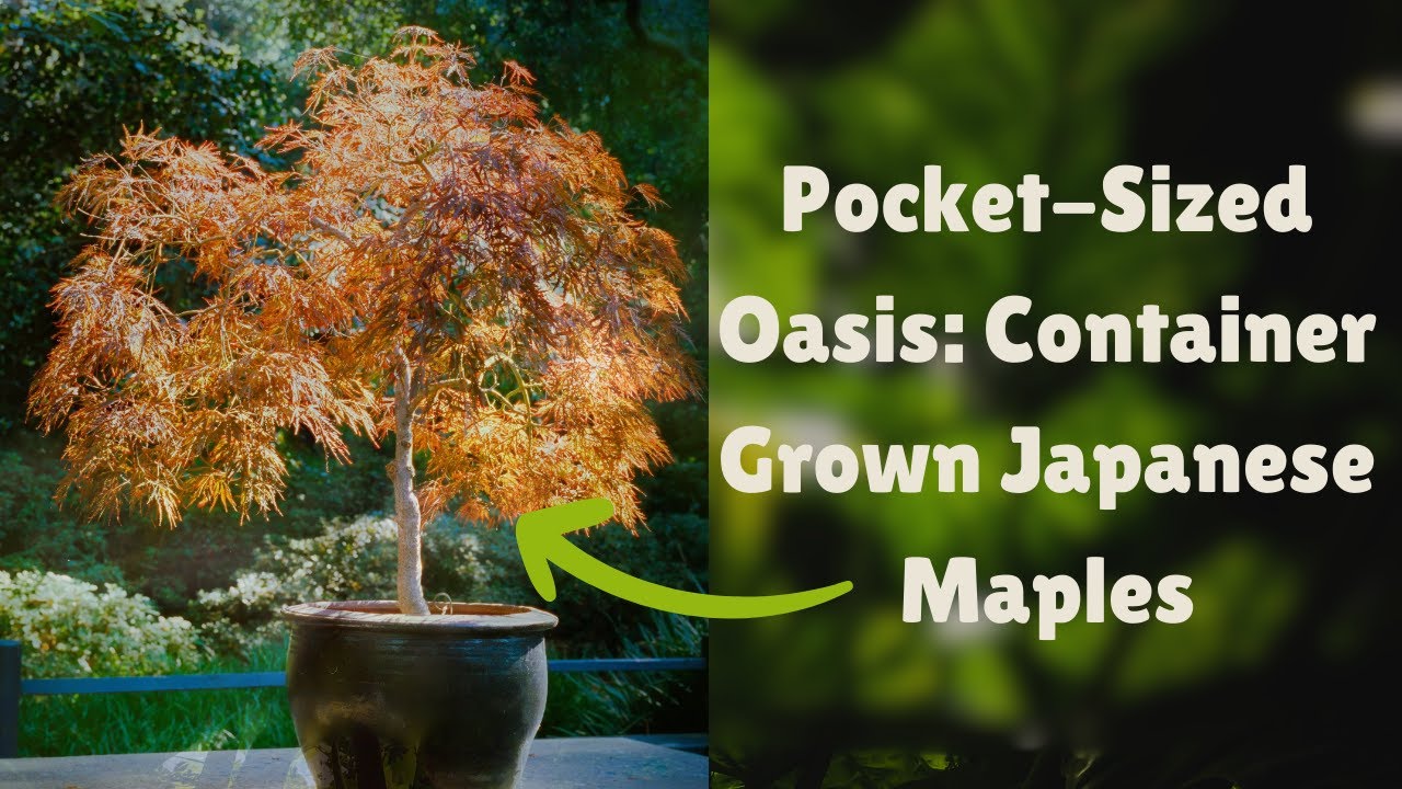 Tiny Trees, BIG Impact: How to Grow Stunning Japanese Maples in Pots