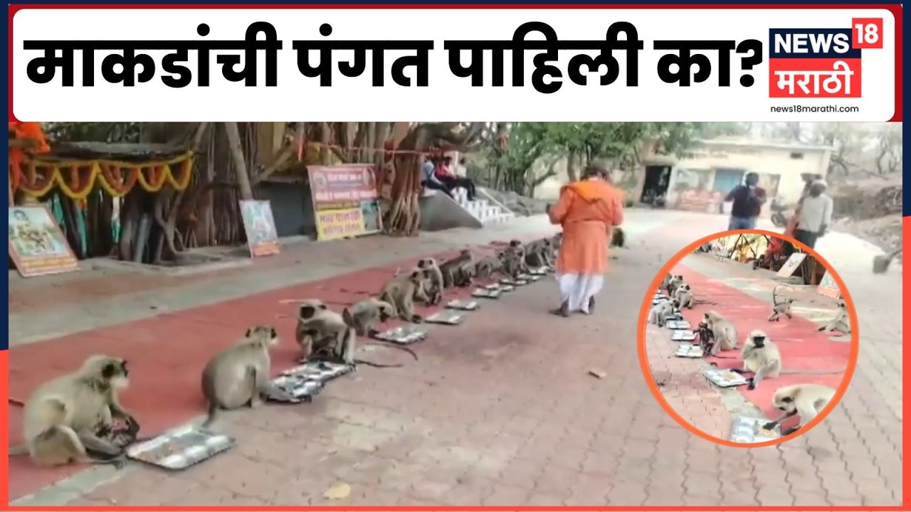 Akola News | हनुमान जन्मोत्सवानिमित्त अकोल्यात भरली माकडांची पंगत | Marathi News