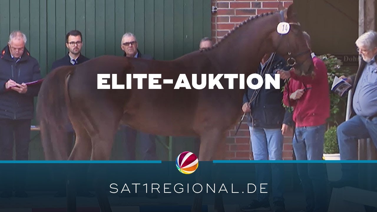 Die besten Holsteiner Pferde werden bei Elite-Auktion in Elmshorn ausgezeichnet