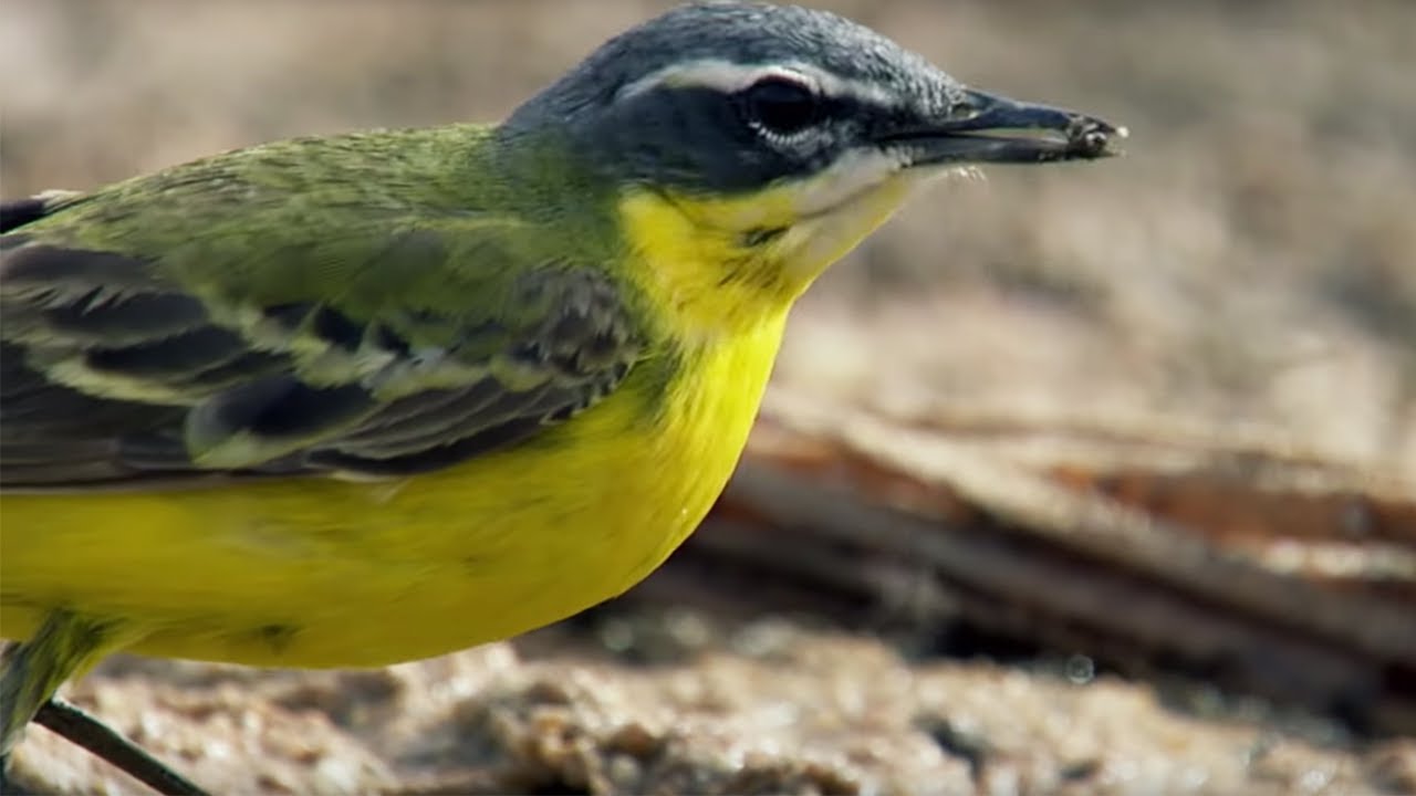 Swallows Searching for Water in the Deadly Sahara Desert | Africa | BBC Earth