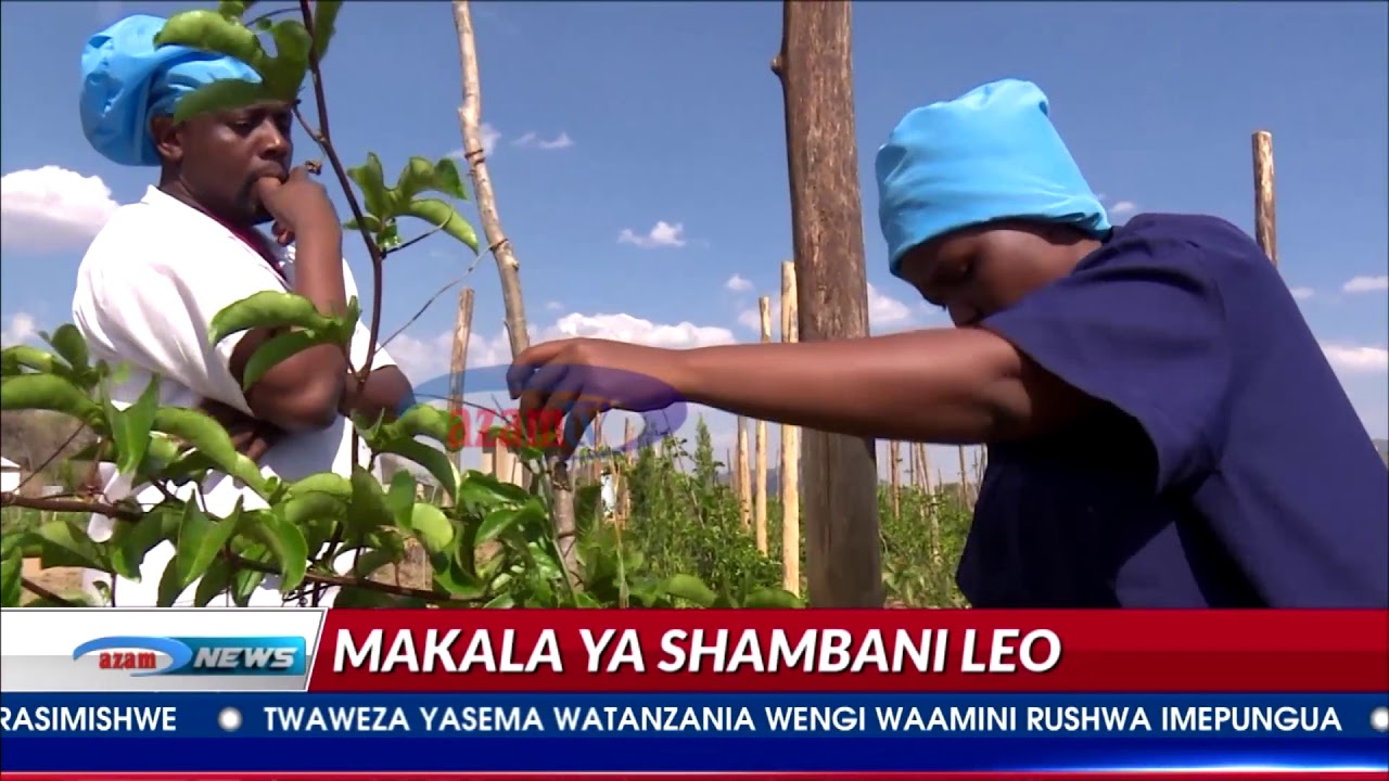 Azam TV: MAKALA YA SHAMBANI - KUTANA NA MKULIMA WA KIPEKEE, KHADIJA JABIR