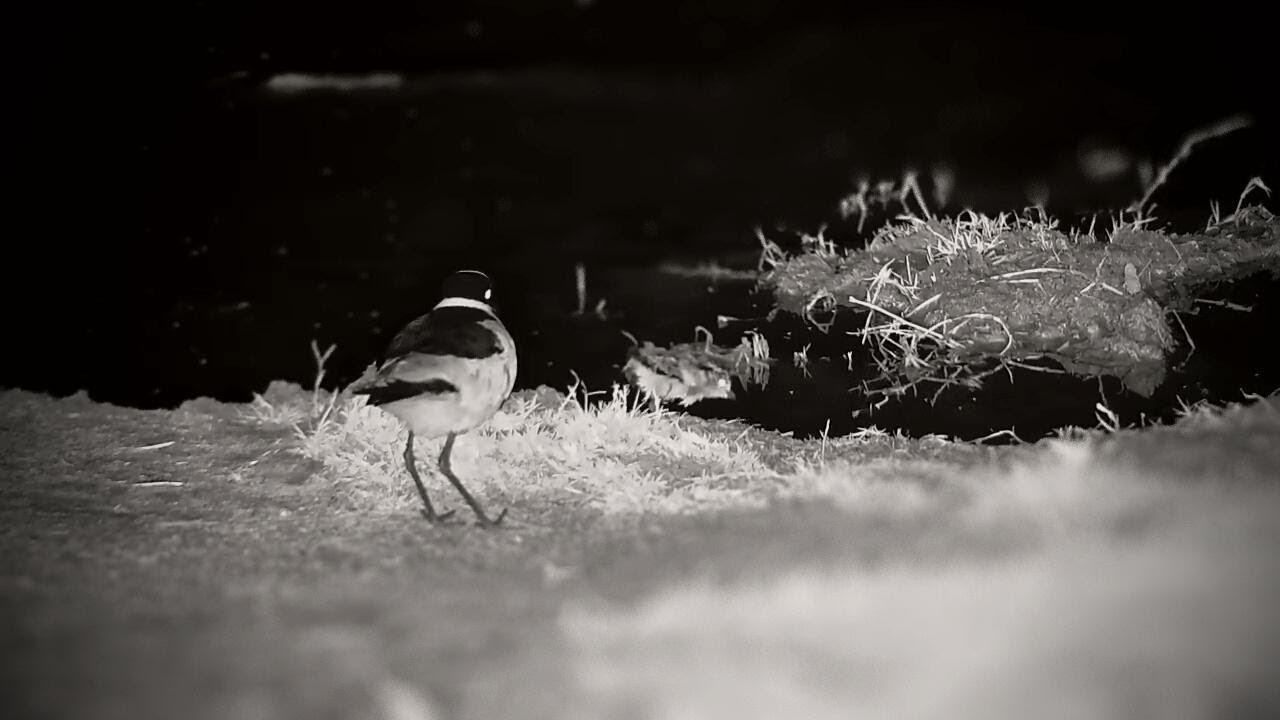Blacksmith Lapwing Chick Feeding