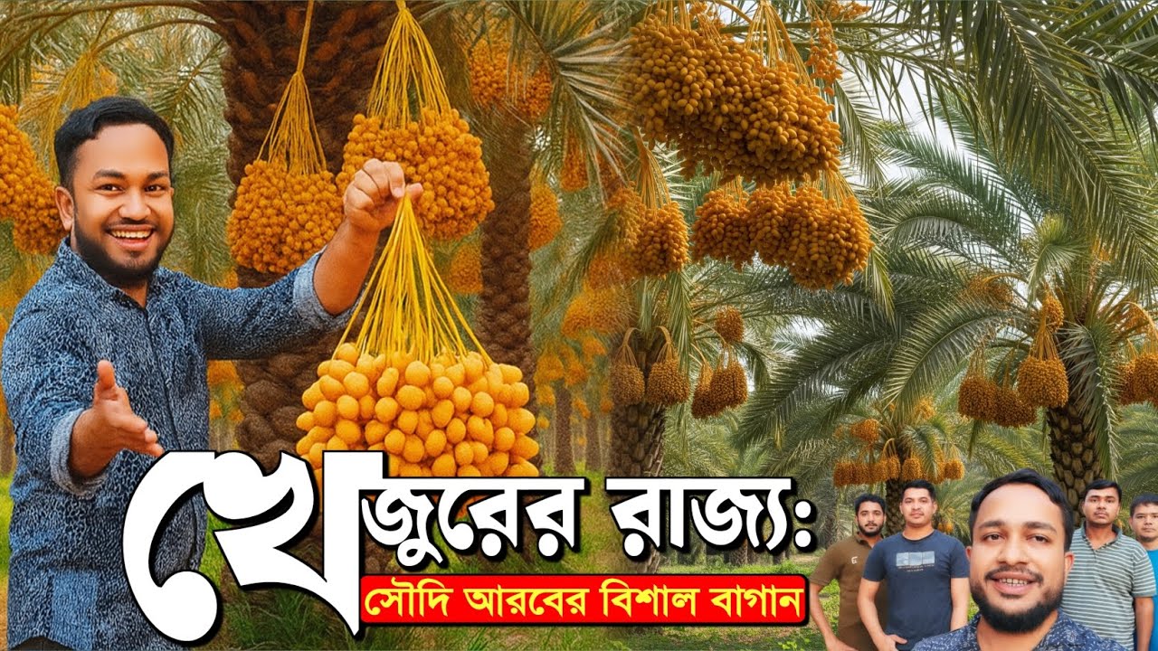 সৌদি আরবের এক বিশাল খেজুর বাগান | Date palm groves in Saudi Arabia 