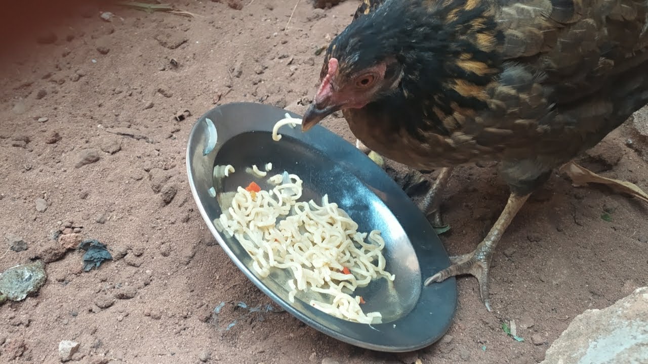 Mother hen and chicks loves to eat Noodles