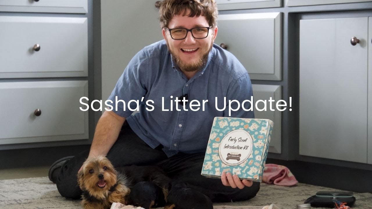 Sasha's Yorkie Litter Update!