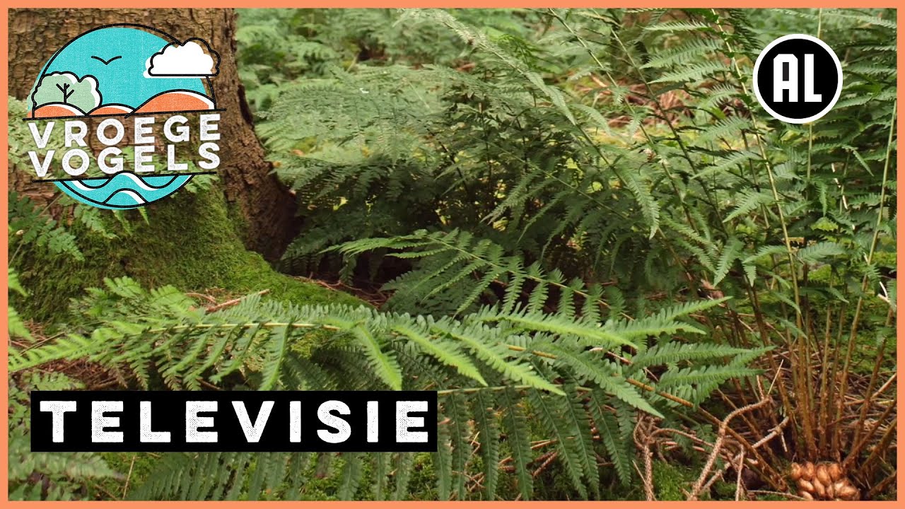 Varens van het Horsterwold (extra materiaal) | TV | Vroege Vogels