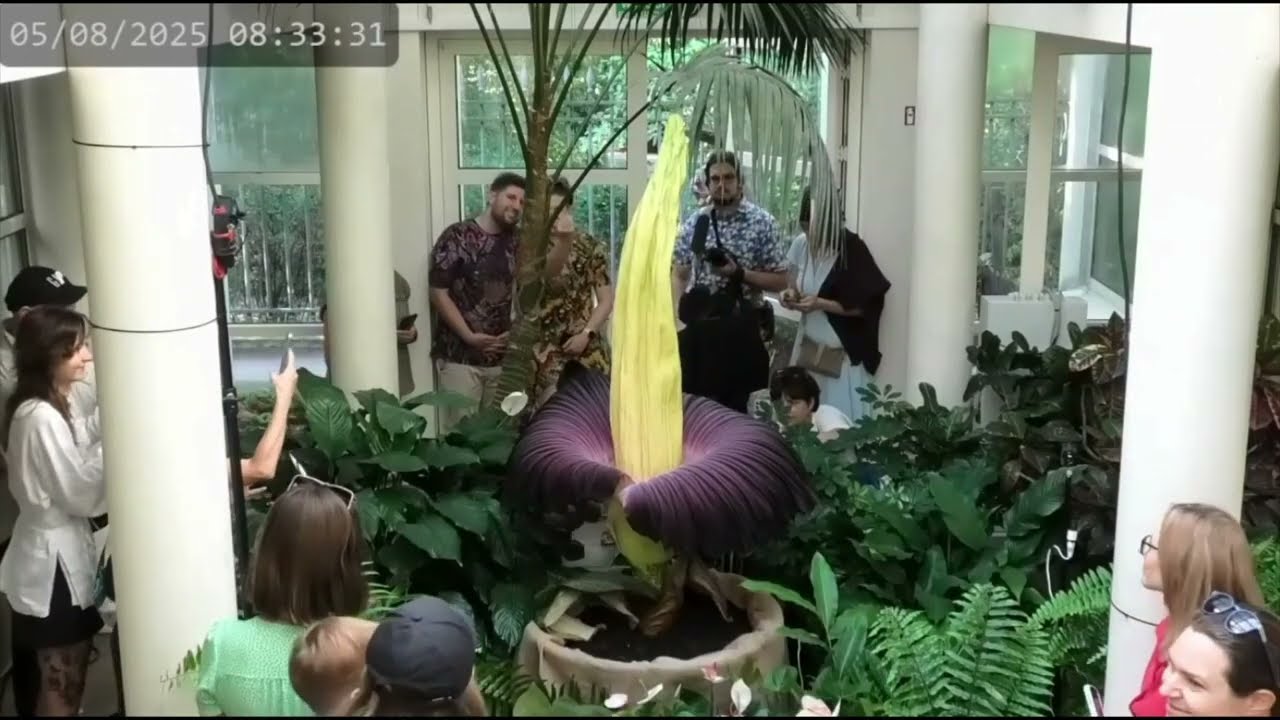 💜Dziwidło olbrzymie💜 Wzbudza sensację:) Ogród botaniczny UW #dziwidło #ogród #botanicalgarden