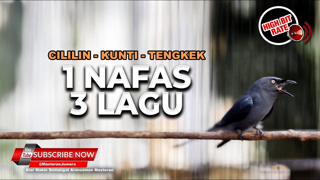 🔴Masteran Srigunting Abu Abu Full Isian Satu Nafas 3 Lagu